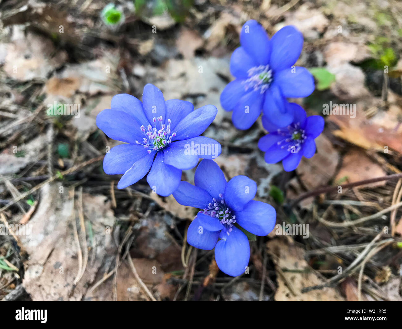 Blue small flowers in forest on last year's dry grass.  Stock Photo