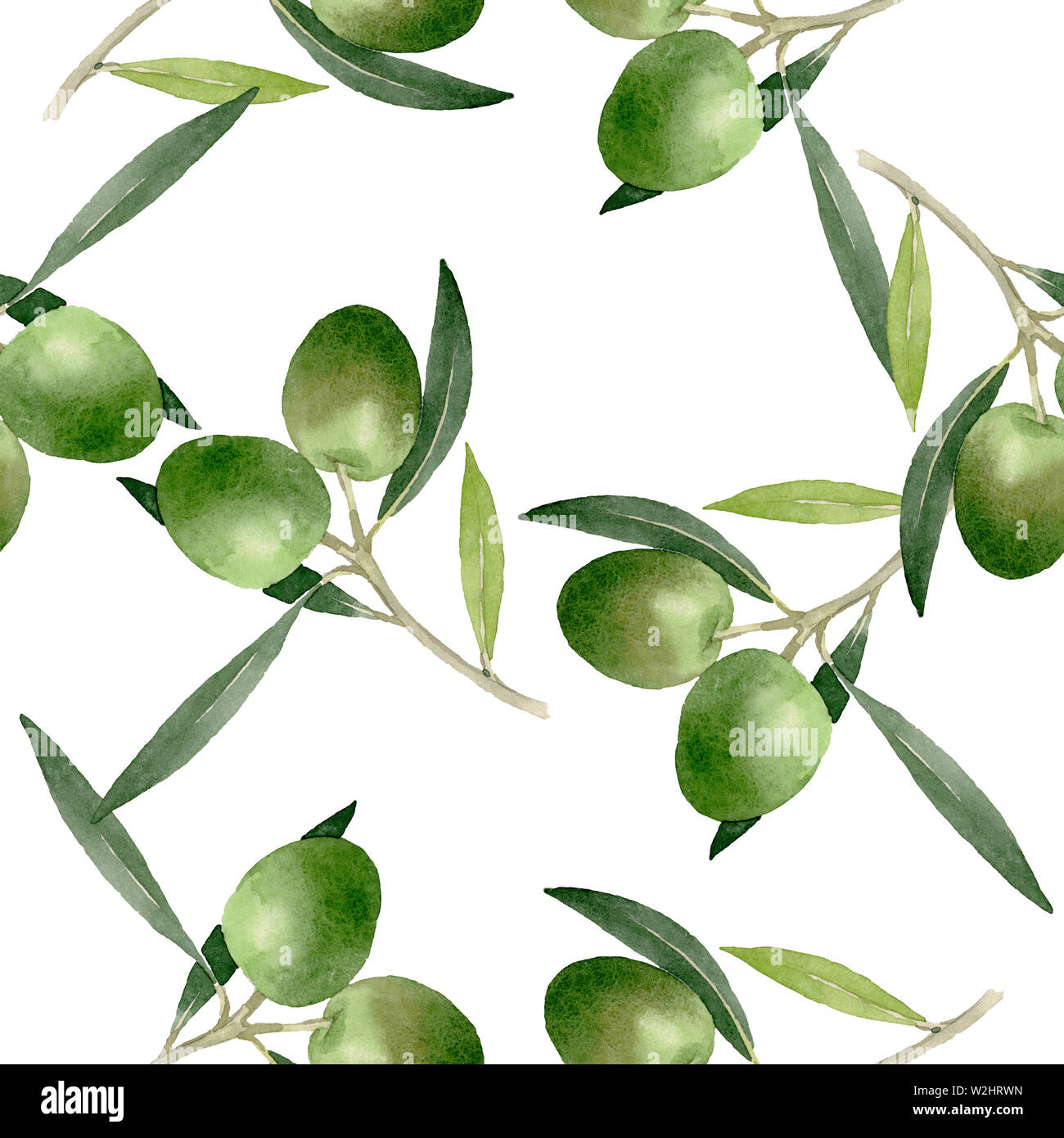 Olive branch with black and green fruit. Watercolor background ...