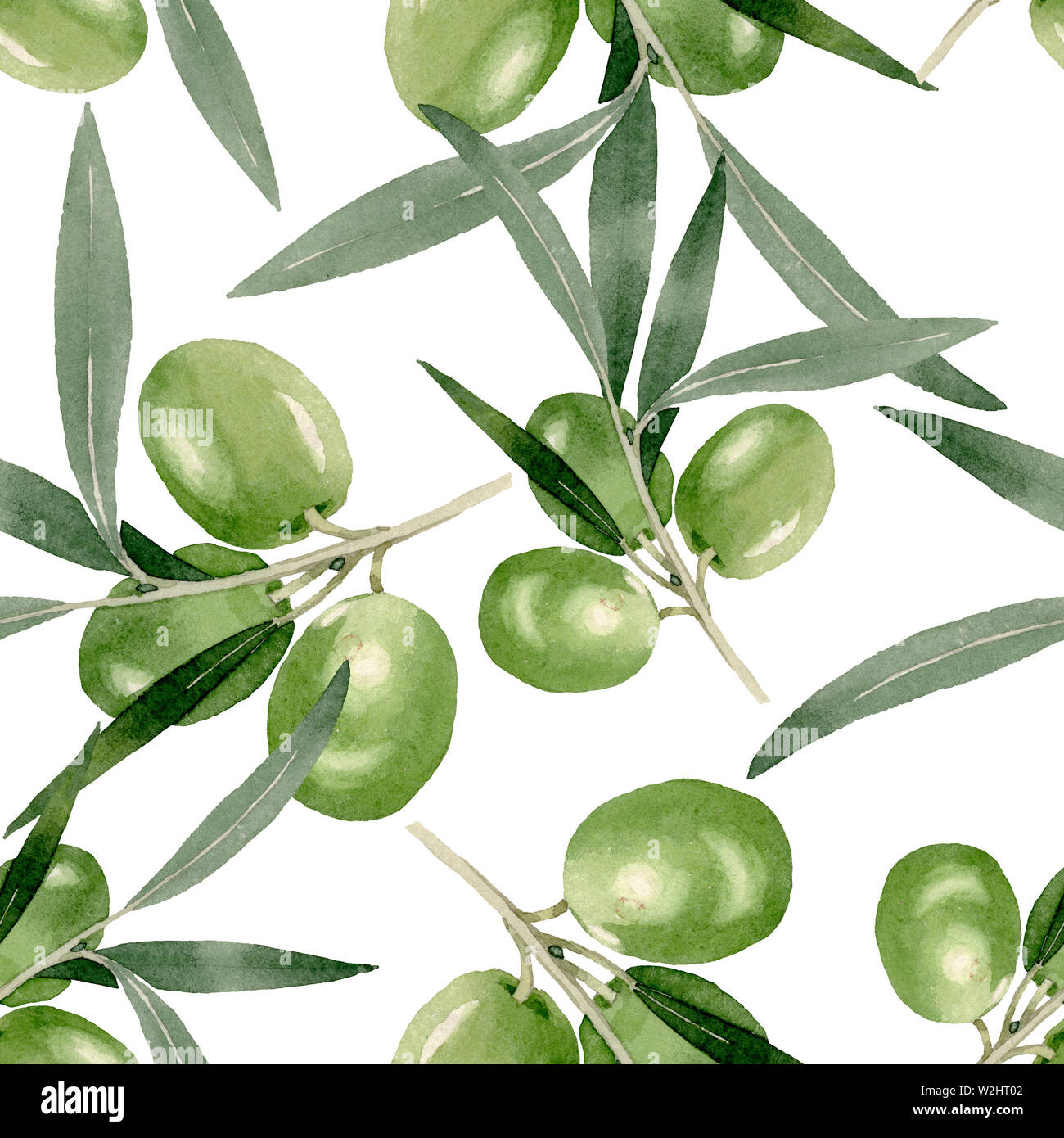 Olive branch with black and green fruit. Watercolor background ...