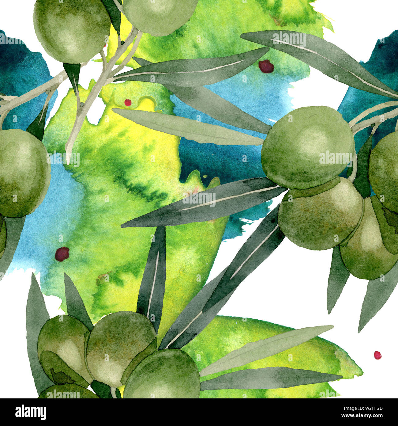 Olive branch with black and green fruit. Watercolor background ...