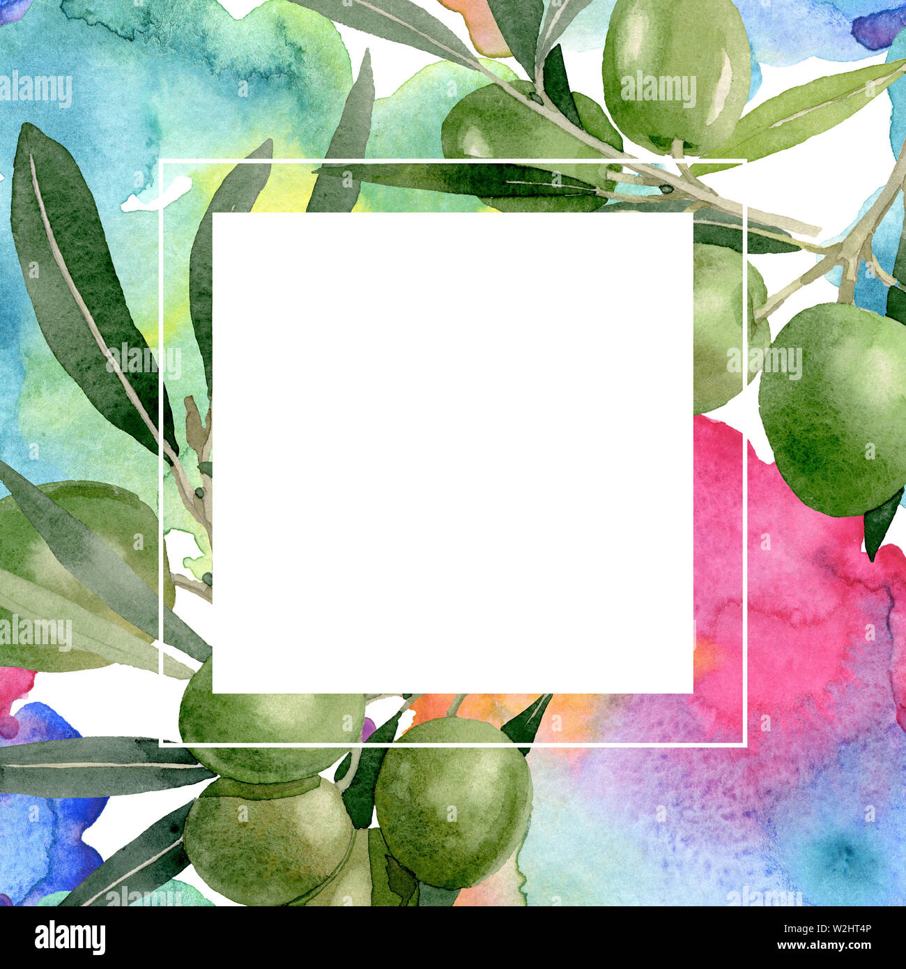 Olive branch with black and green fruit. Watercolor background ...