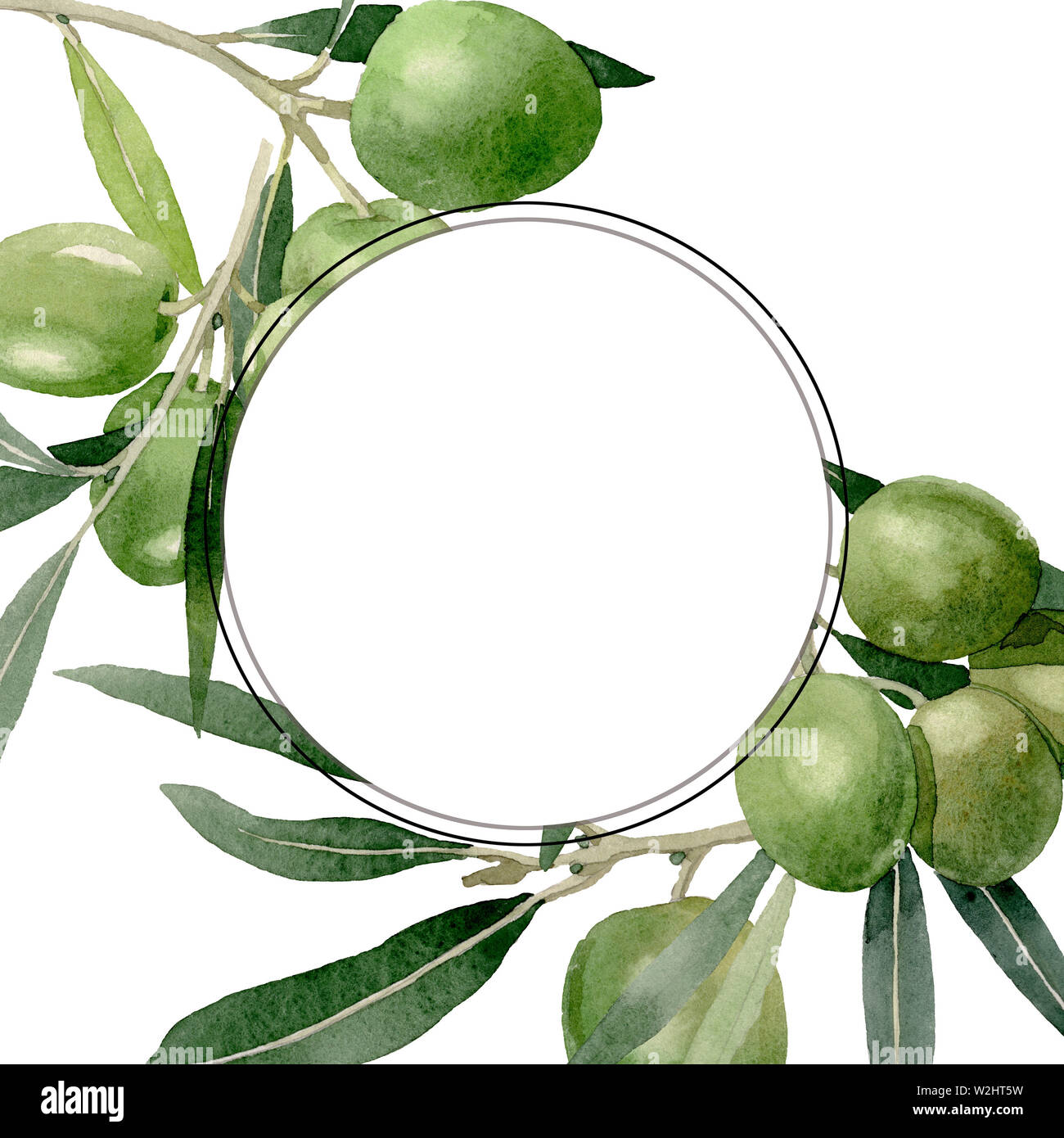 Olive branch with black and green fruit. Watercolor background ...