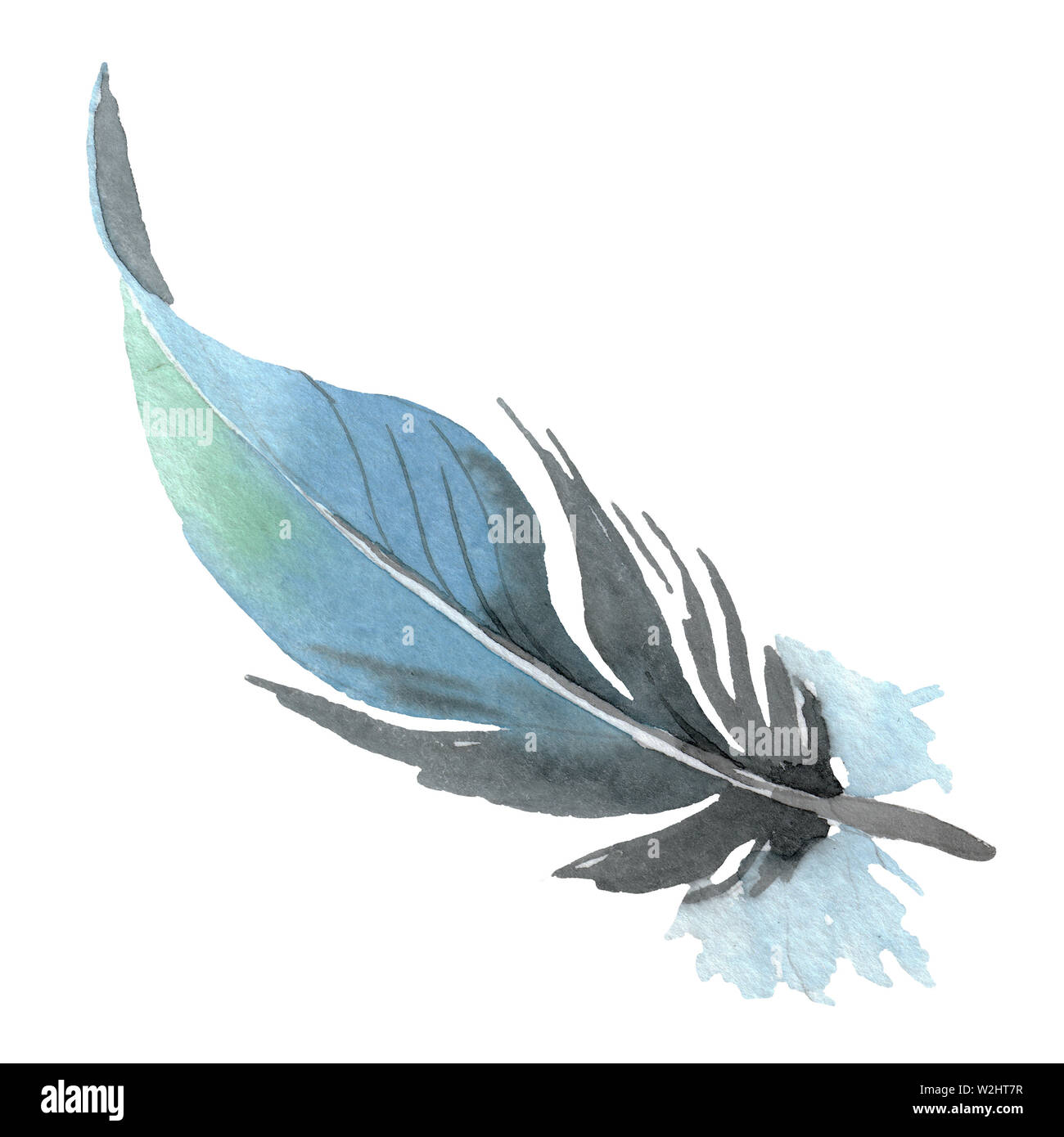 Bird feather from wing isolated. Watercolor background illustration set ...