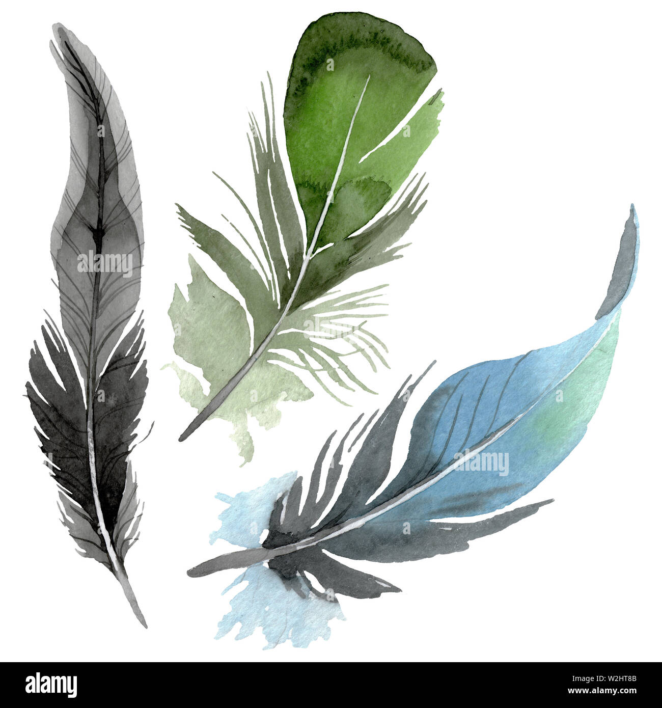 Bird feather from wing isolated. Watercolor background illustration set ...