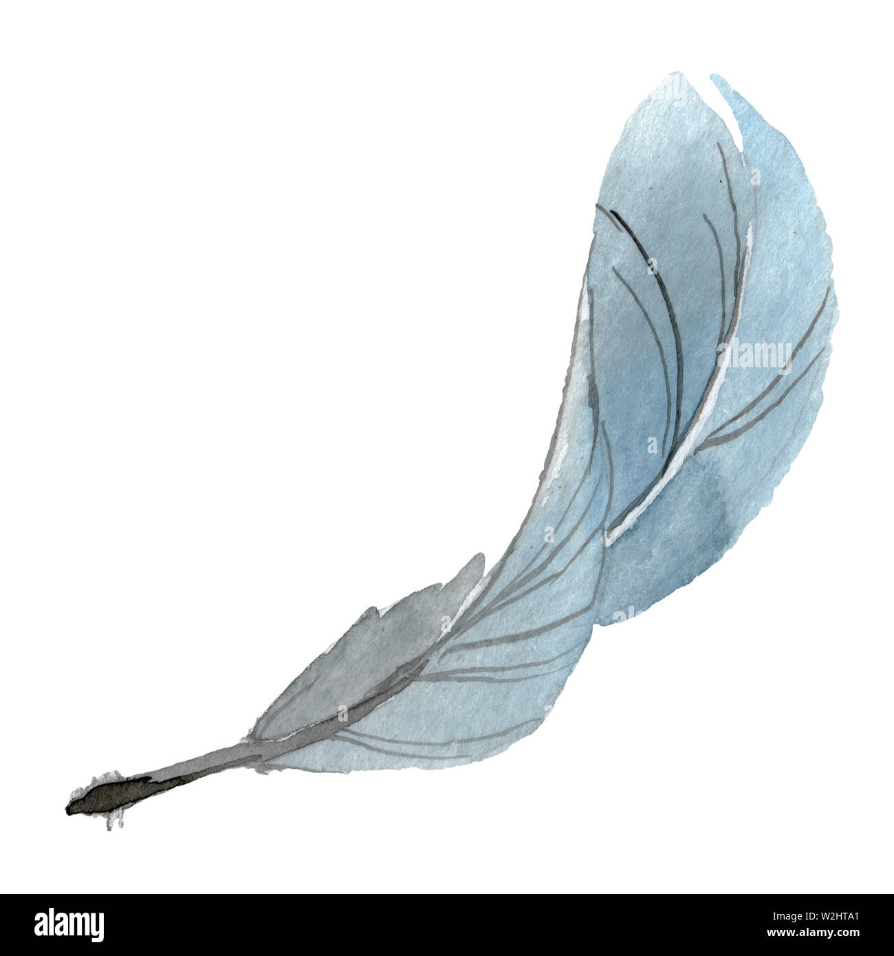 Bird feather from wing isolated. Watercolor background illustration set ...