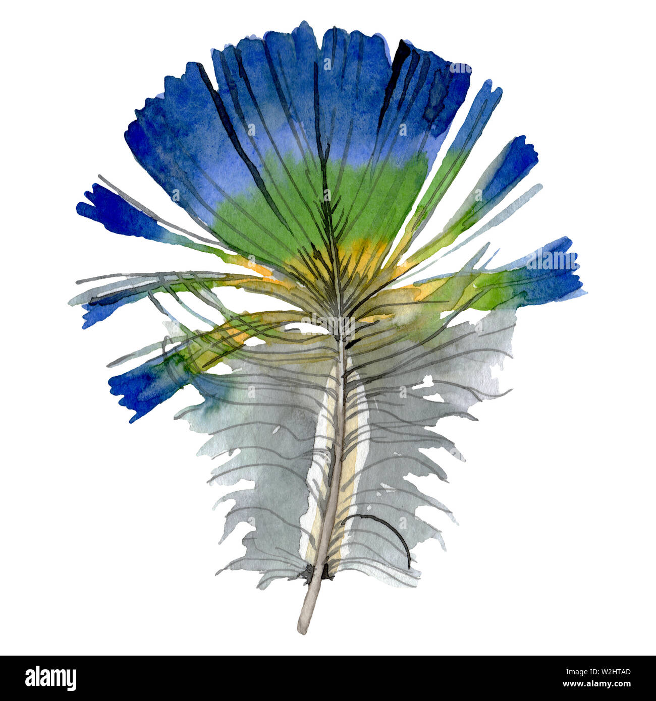 Bird feather from wing isolated. Watercolor background illustration set ...