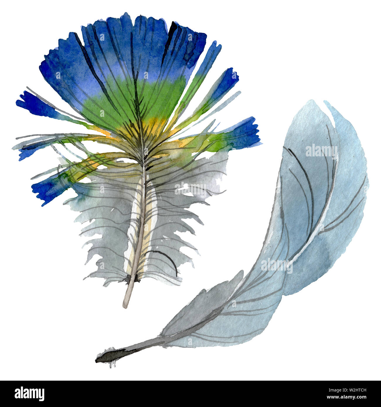 Bird feather from wing isolated. Watercolor background illustration set ...