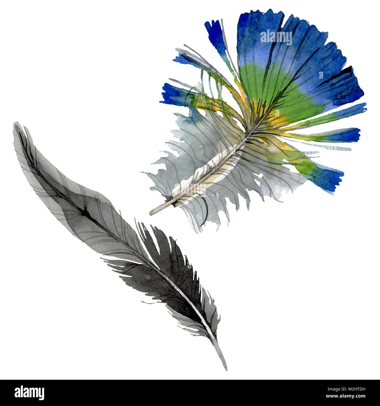 Bird feather from wing isolated. Watercolor background illustration set ...