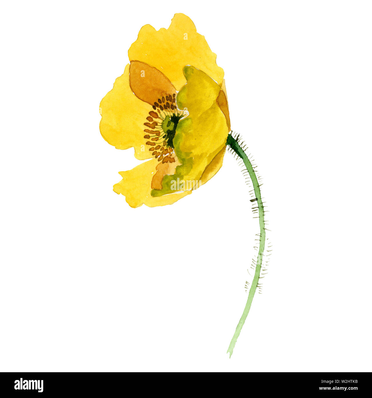 Yellow poppy floral botanical flowers. Wild spring leaf wildflower. Watercolor background