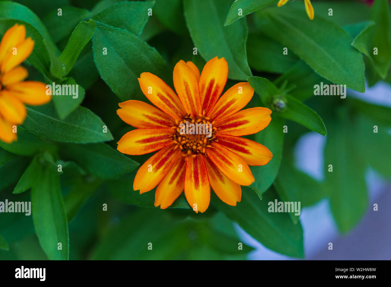 a close up of a fully open orange wildflower Stock Photo