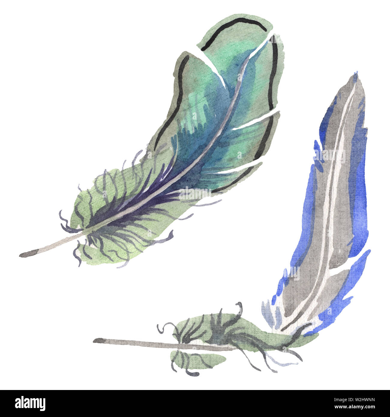 Watercolor bird feather from wing isolated. Aquarelle feather for ...