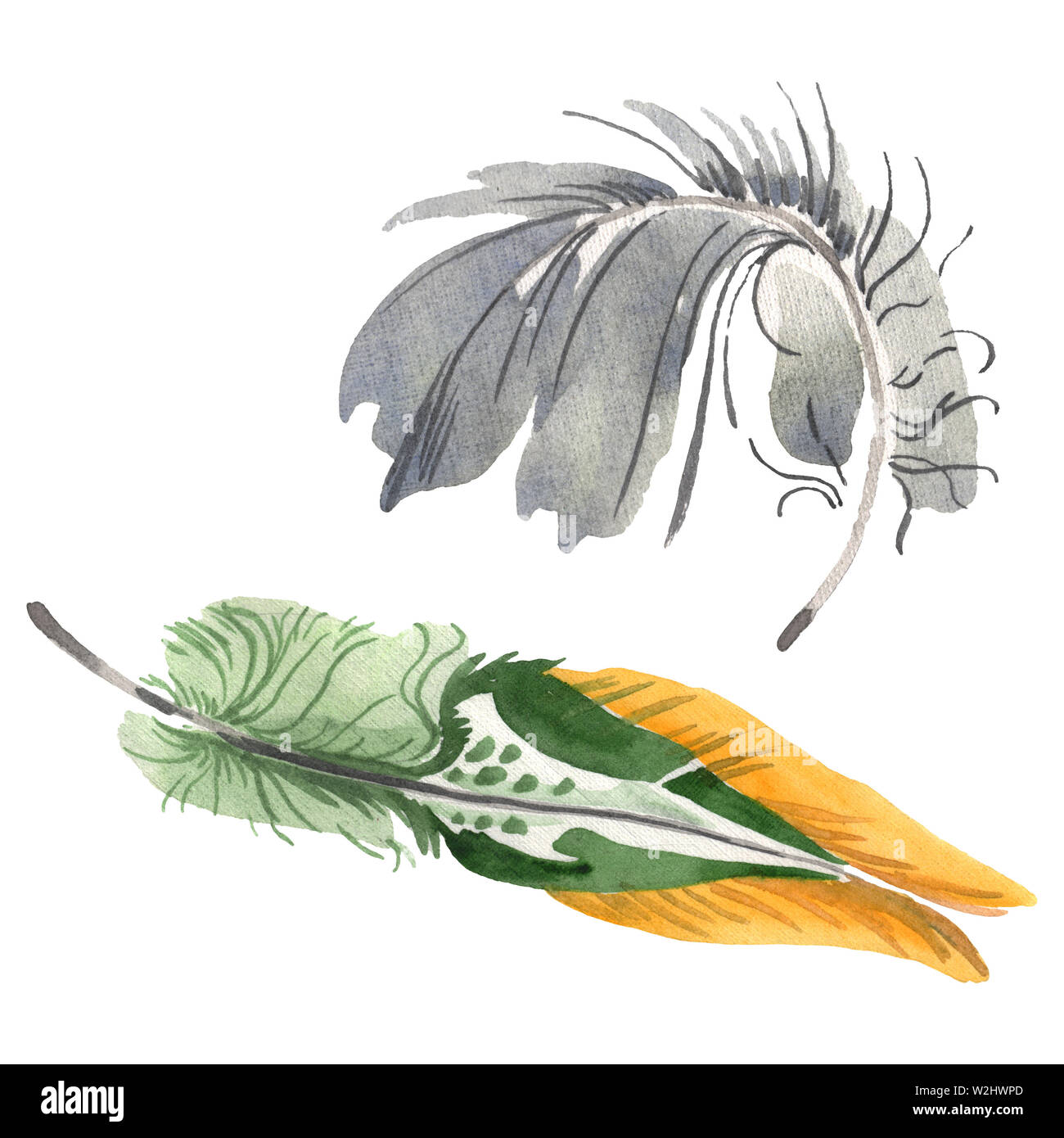 Watercolor bird feather from wing isolated. Aquarelle feather for ...