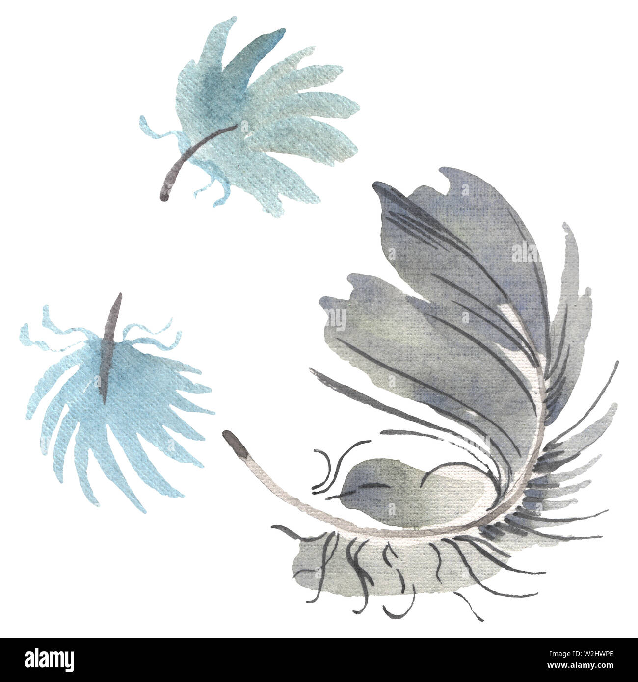 Watercolor bird feather from wing isolated. Aquarelle feather for ...