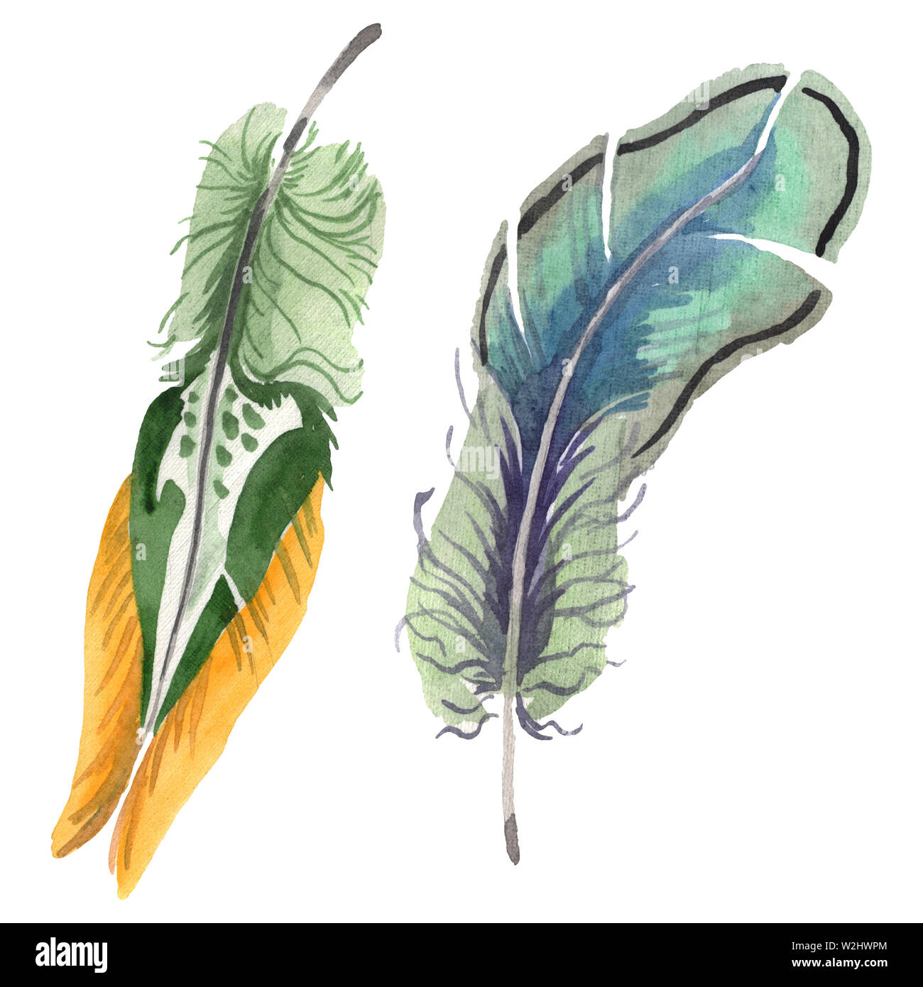 Watercolor bird feather from wing isolated. Aquarelle feather for ...