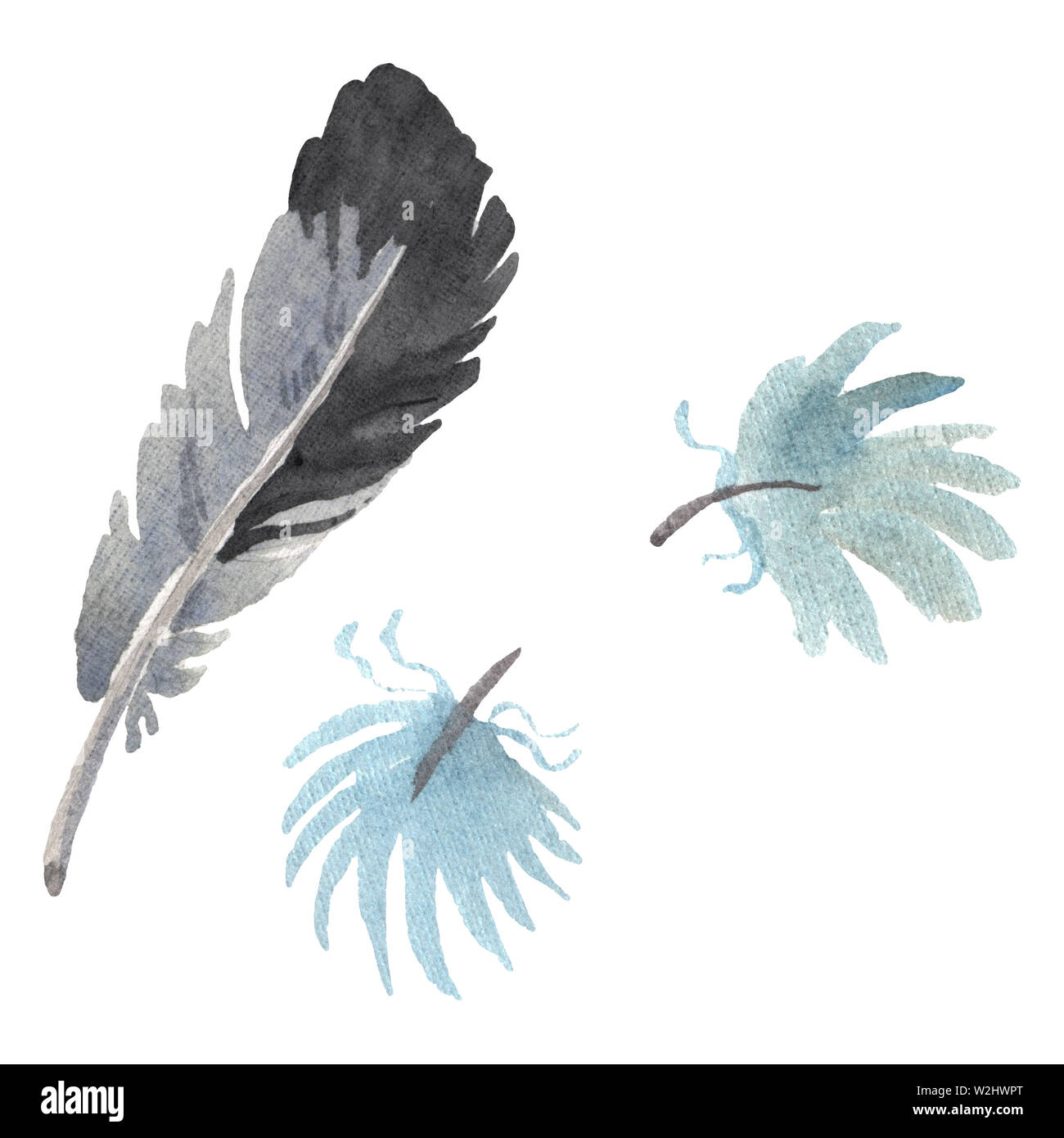 Watercolor bird feather from wing isolated. Aquarelle feather for ...