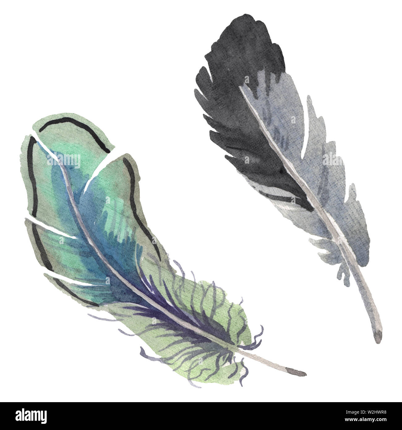 Watercolor bird feather from wing isolated. Aquarelle feather for ...