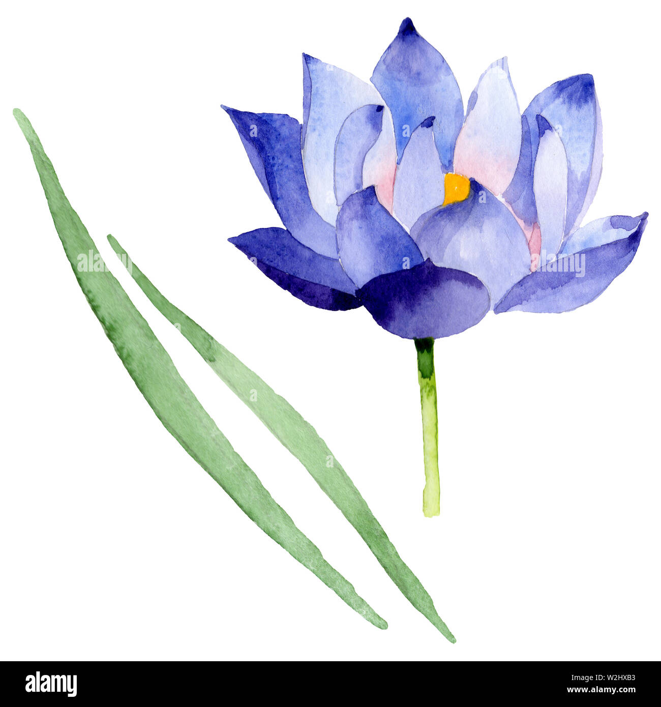 blue lotus drawing