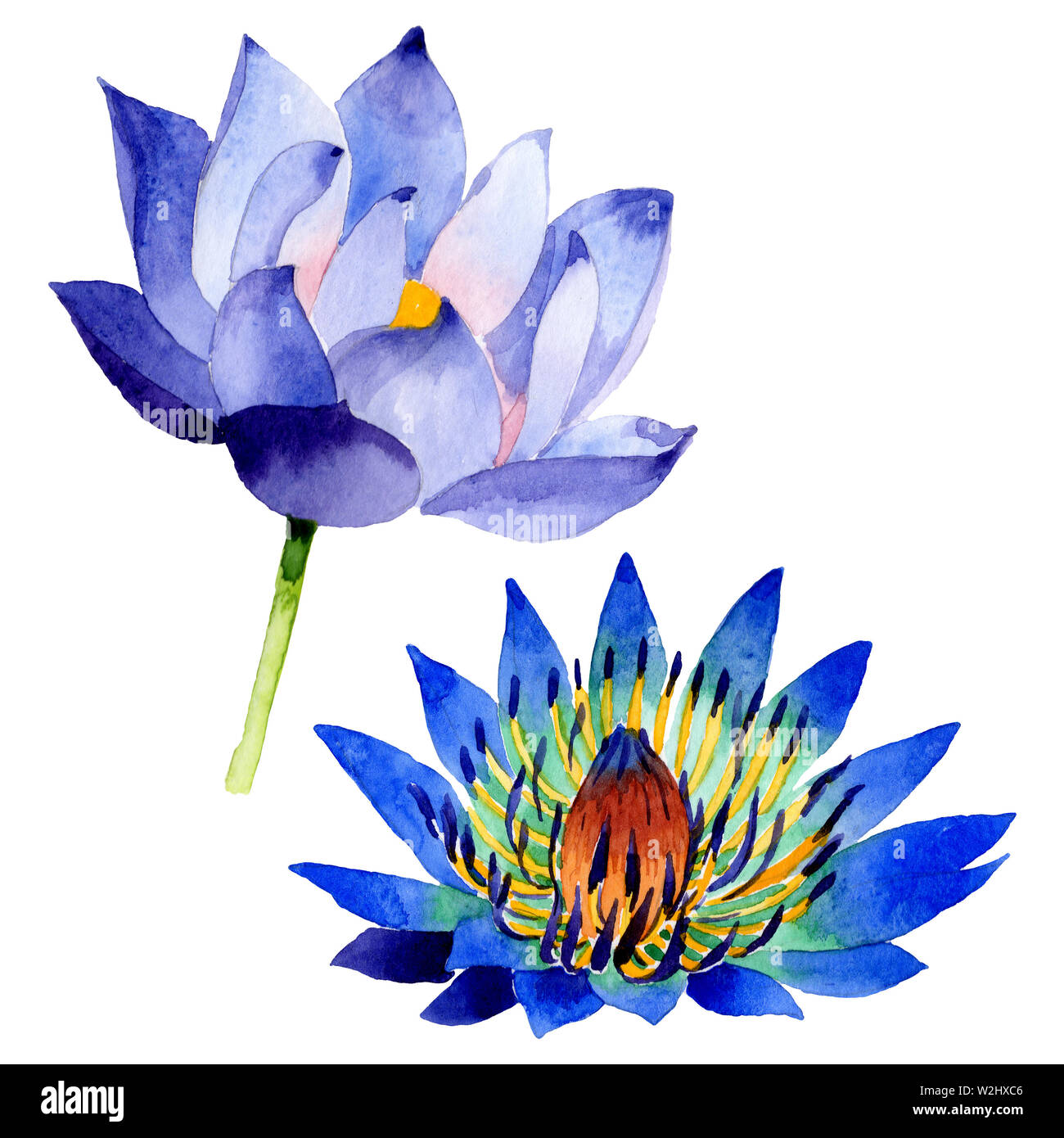 Blue Lotus Floral Botanical Flowers Wild Spring Leaf Wildflower 