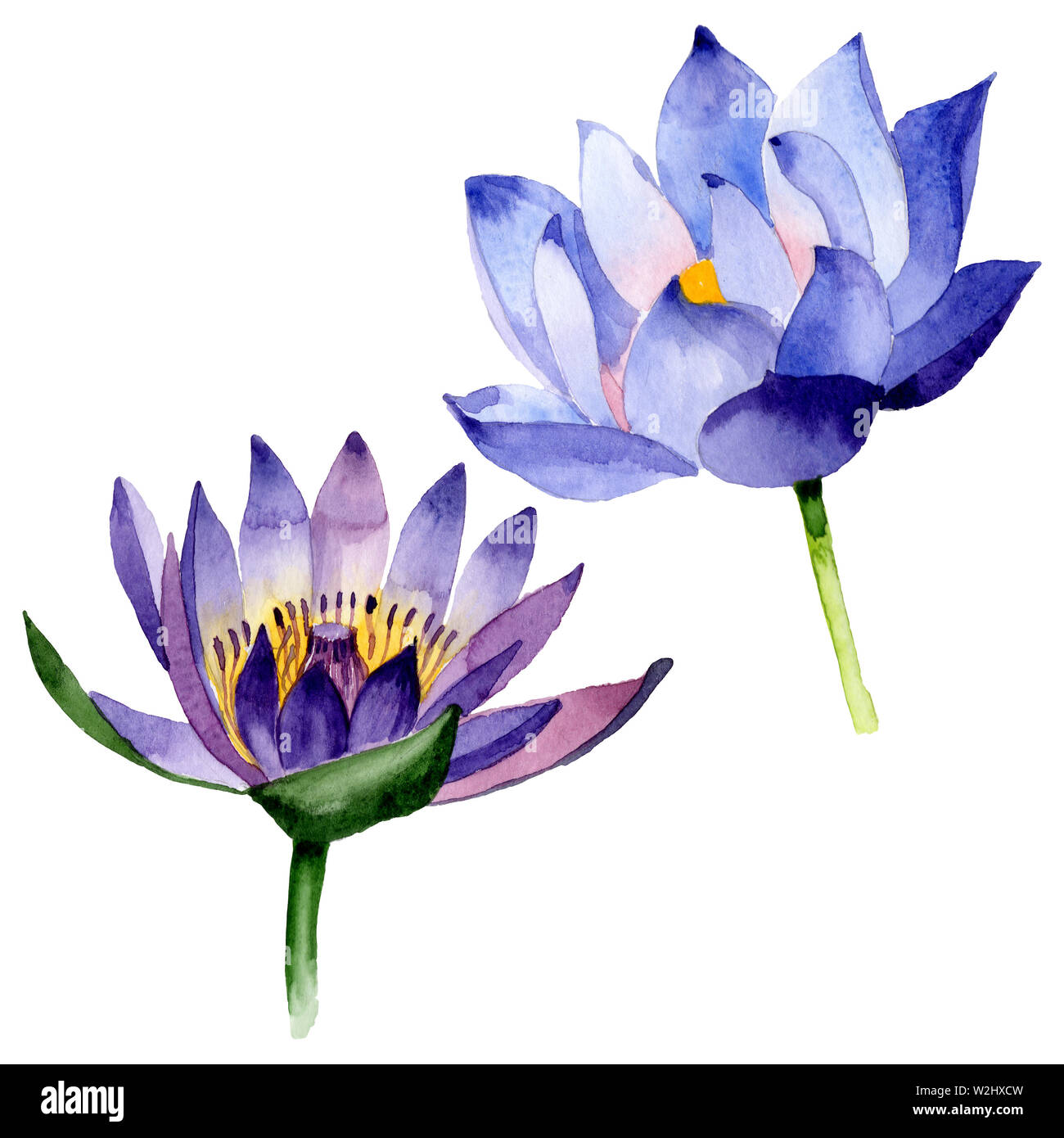 blue lotus drawing