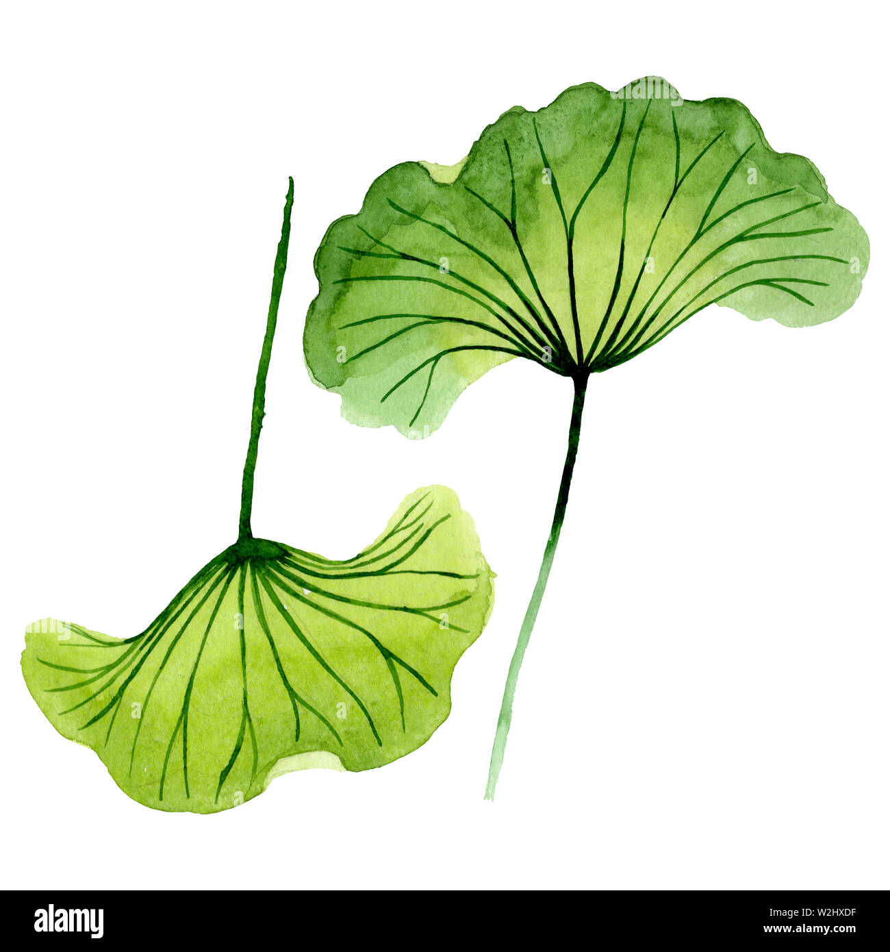Green lotus leaf floral botanical flowers. Wild spring leaf wildflower