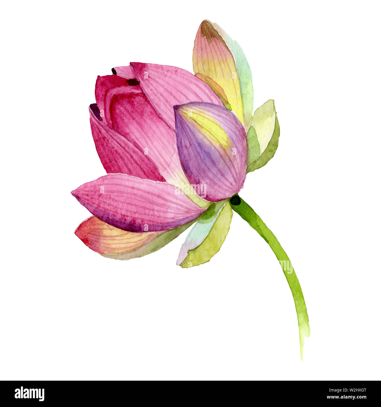 Architectural drawing/Lotus Flower - yahviinnovations - Digital Art,  Flowers, Plants, & Trees, Flowers, Flowers I-Z, Lotus - ArtPal