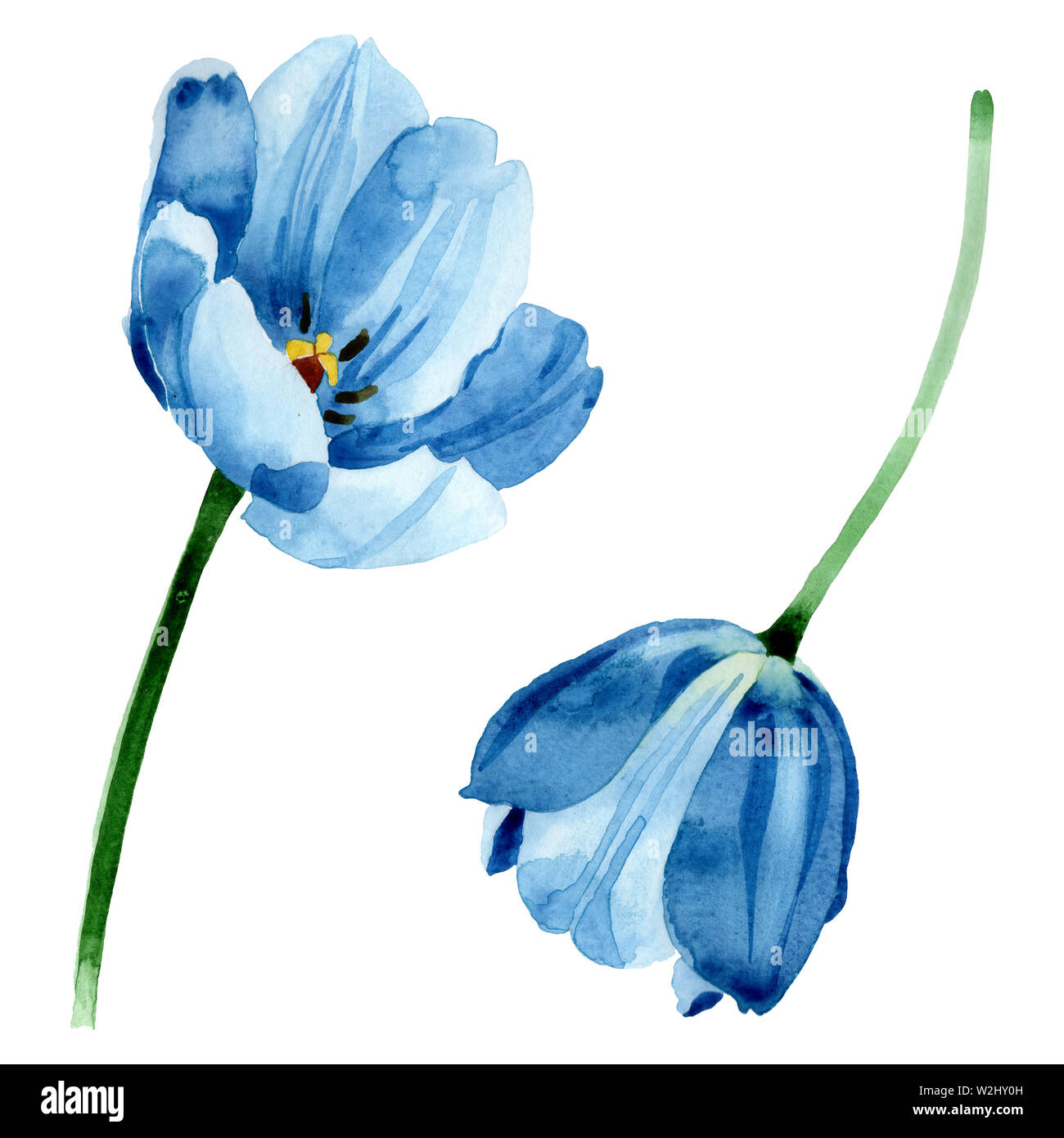 Blue tulip floral botanical flowers. Wild spring leaf wildflower