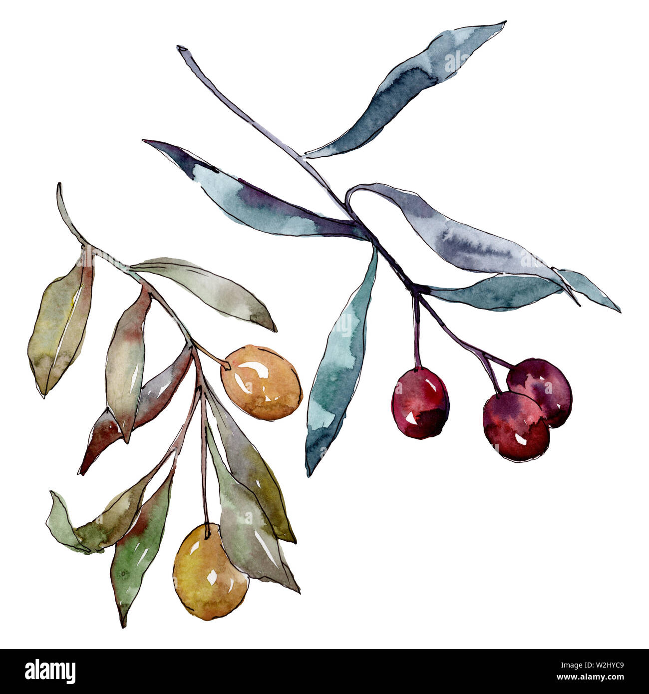 Olive branch with black and green fruit. Watercolor background ...