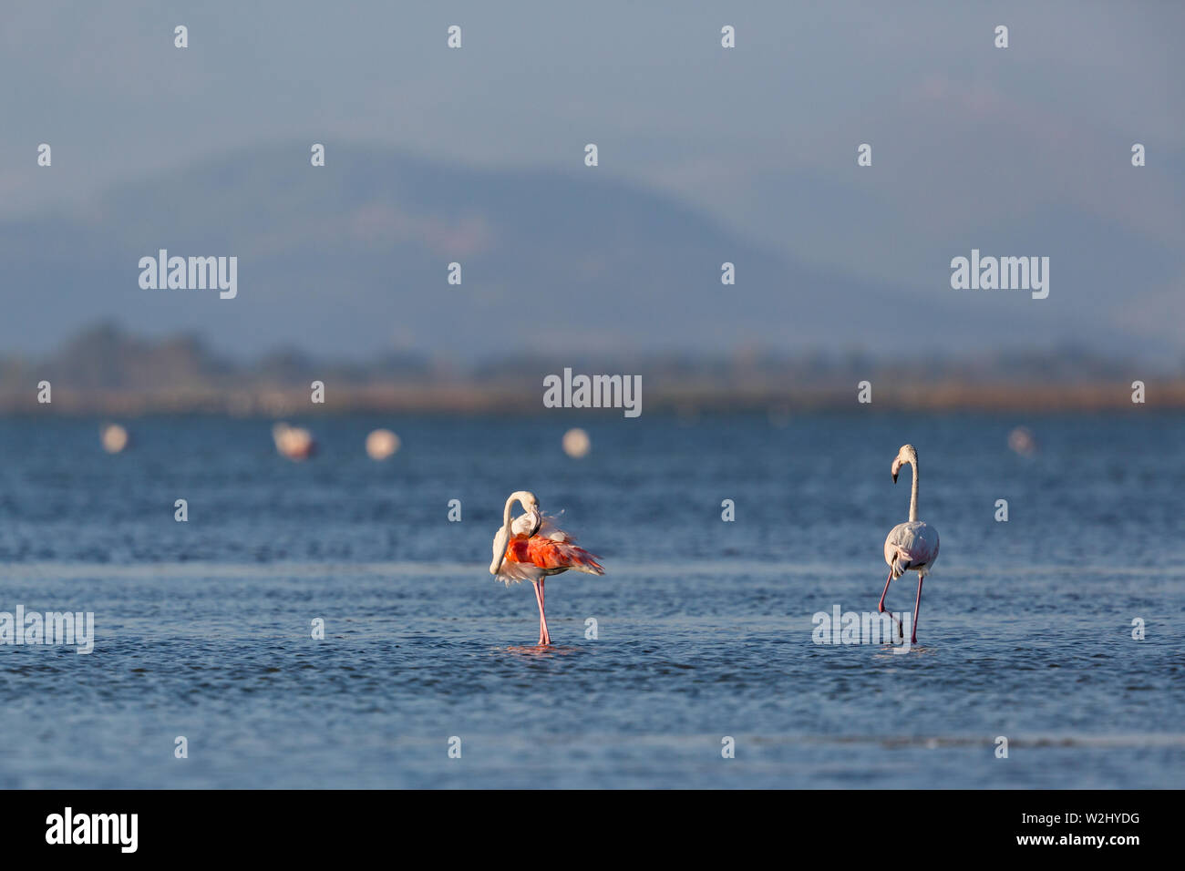 greater flamingos (phoenicopterus roseus) standing in blue water Stock Photo