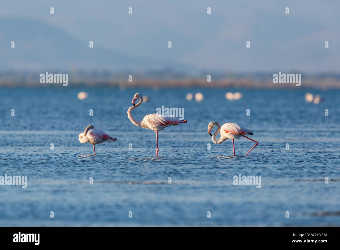 three natural greater flamingos (phoenicopterus roseus) in water Stock Photo