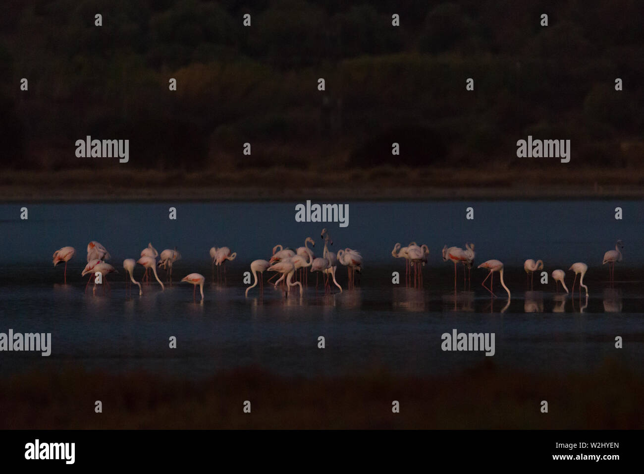 many greater flamingos (phoenicopterus roseus) standing in water at night Stock Photo