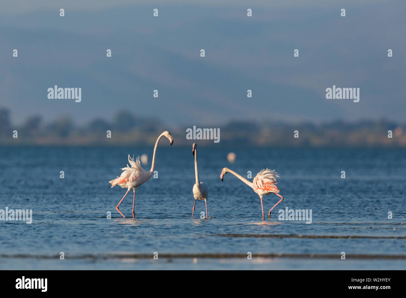 natural greater flamingos (phoenicopterus roseus) mating in water Stock Photo