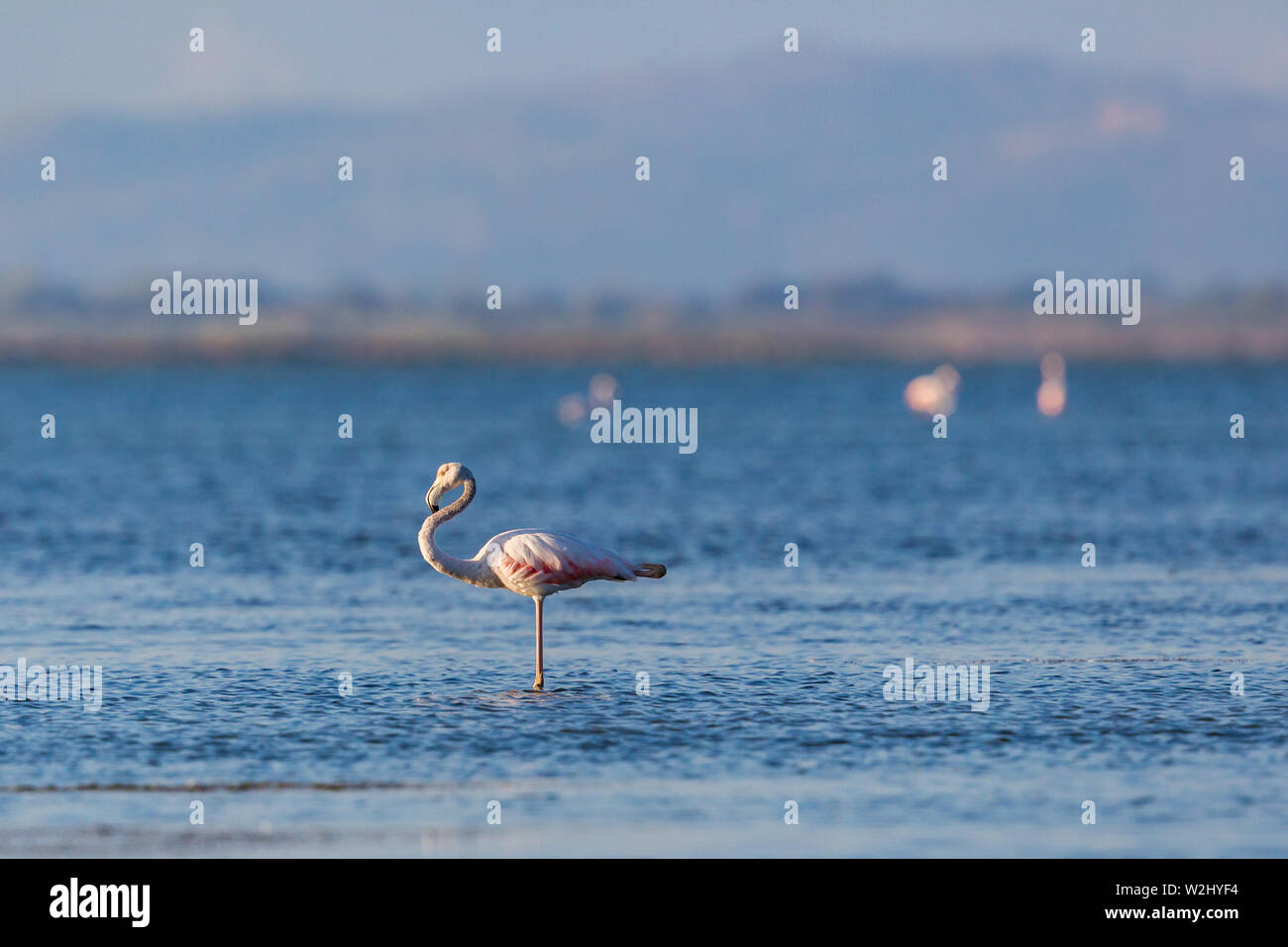 one natural greater flamingo (phoenicopterus roseus) standing in water Stock Photo