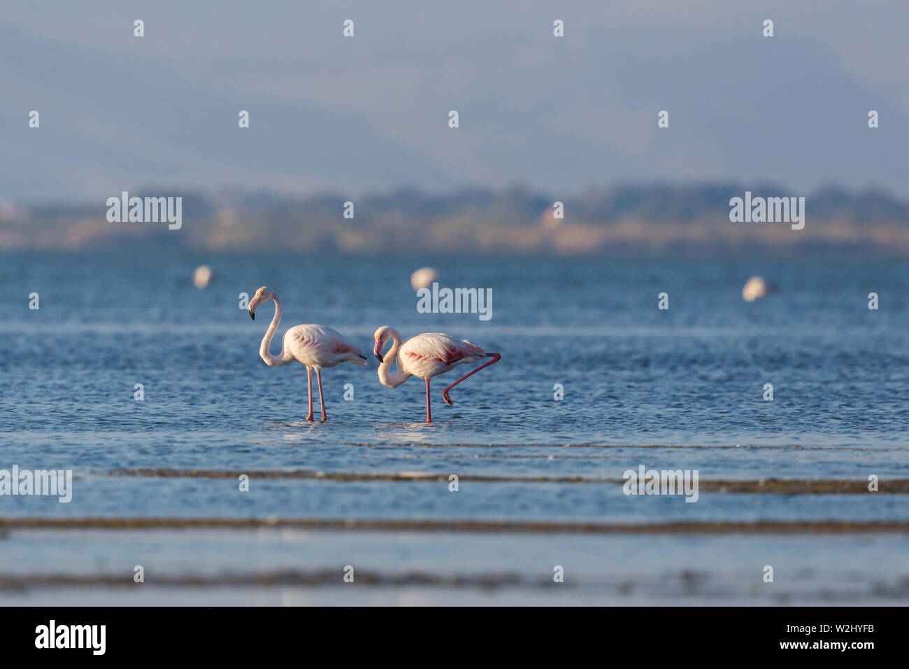 two greater flamingos (phoenicopterus roseus) wading in water Stock Photo