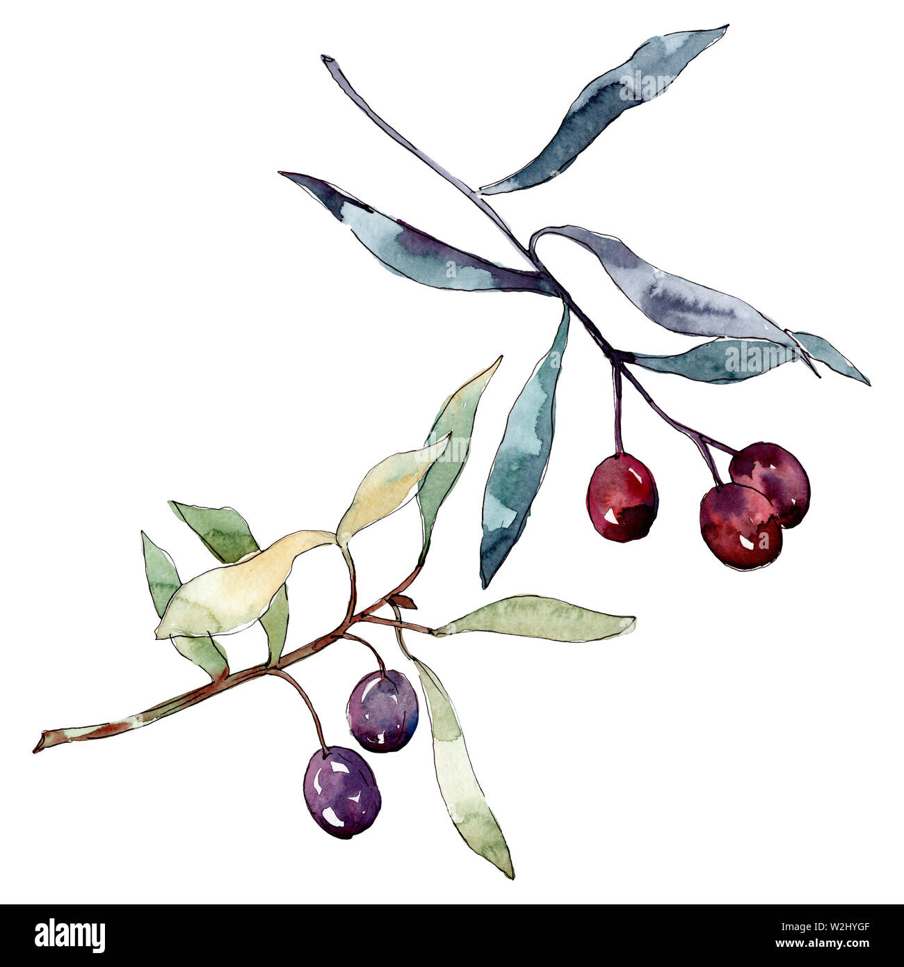 Olive branch with black and green fruit. Watercolor background ...