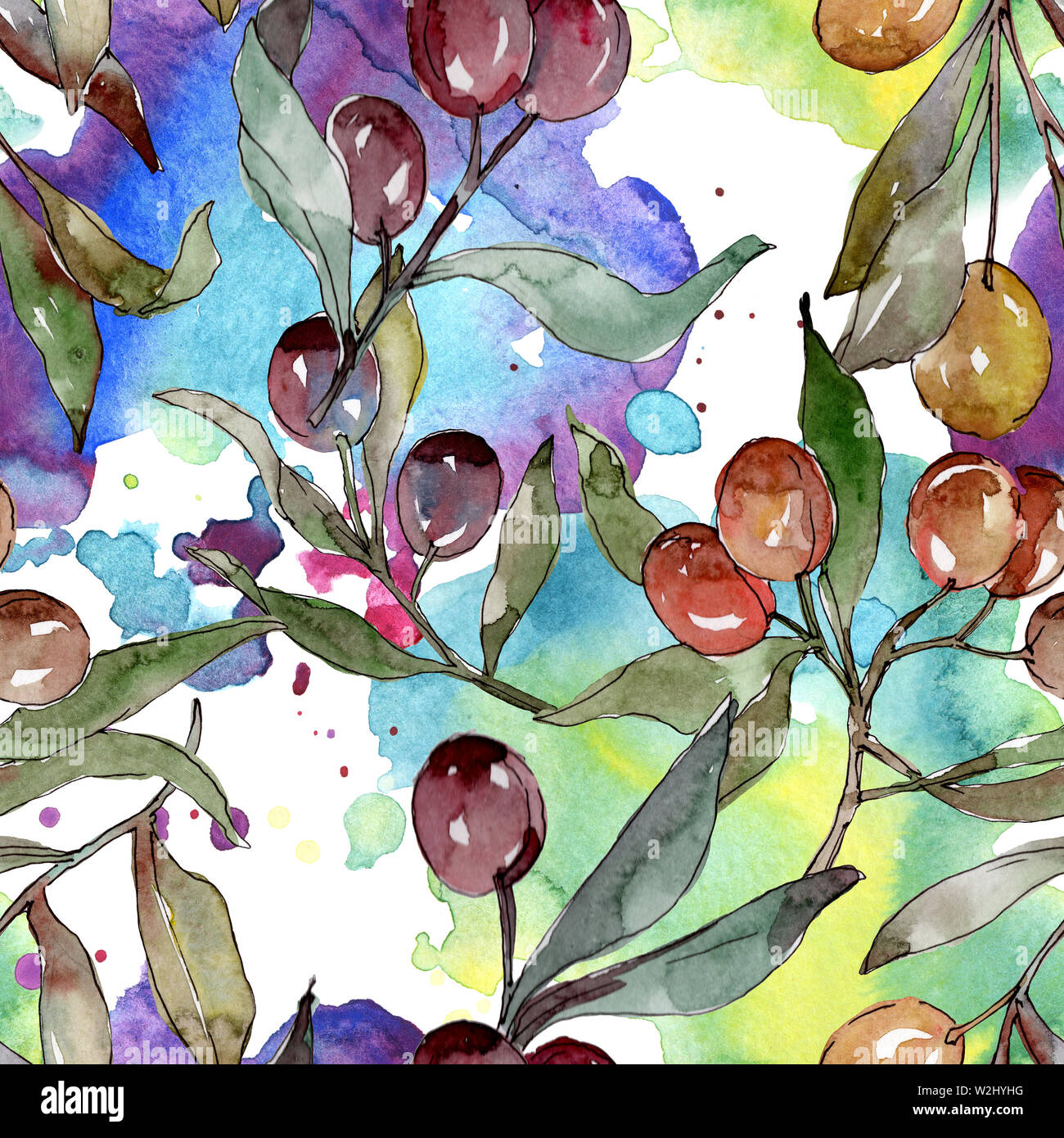 Olive branch with black and green fruit. Watercolor background ...
