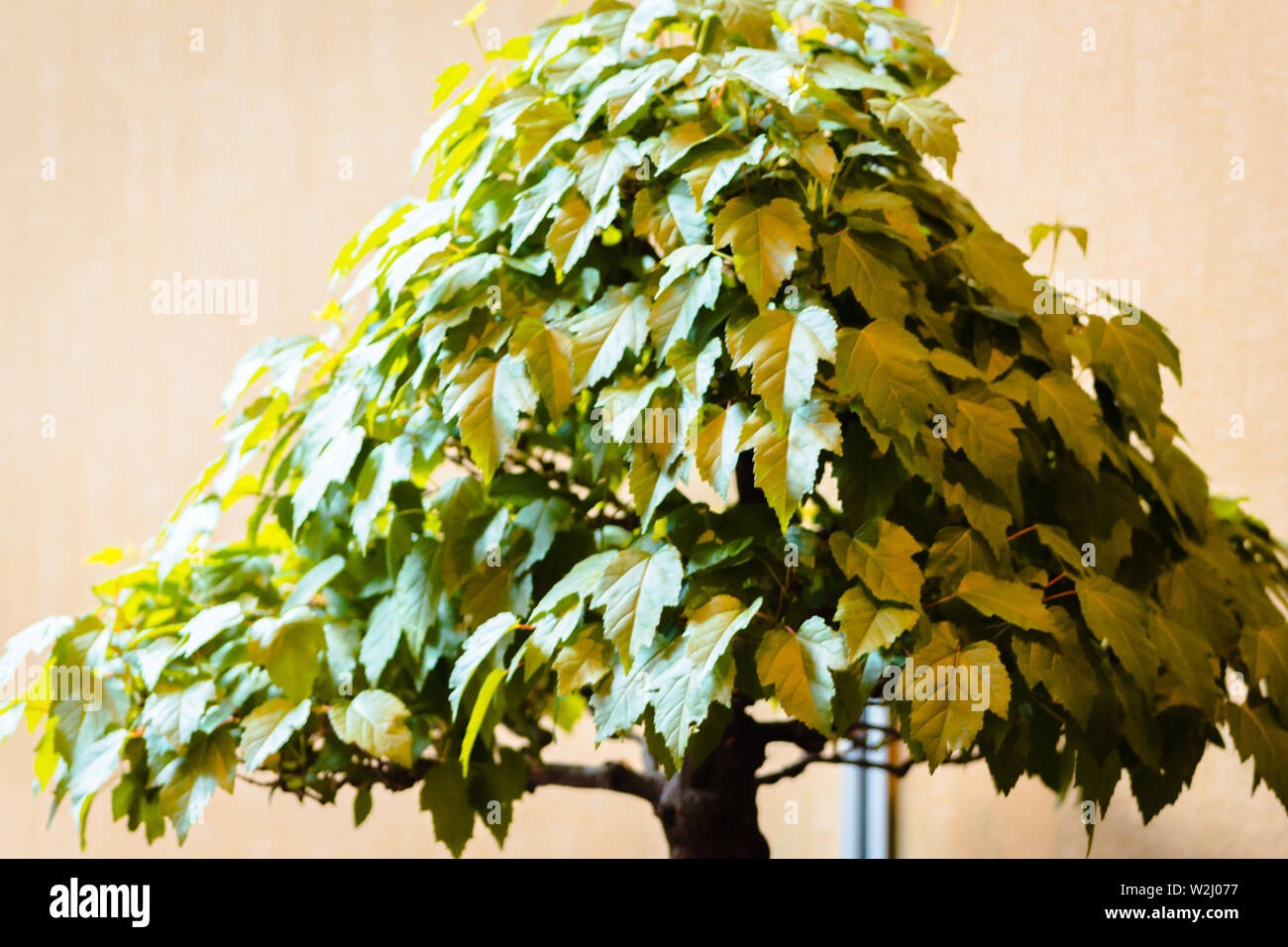 Bonsai Japanese maple tree at a show at the Frederik Meijer gardens in