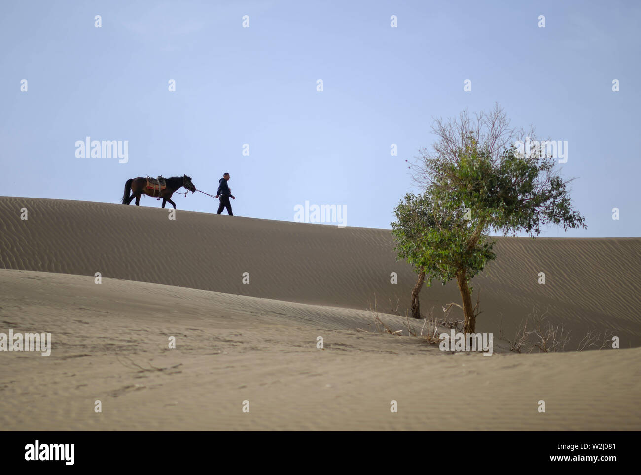 (190709) -- YULI, July 9, 2019 (Xinhua) -- Forest ranger Eli Niyaz walks in the desert with his horse in Yuli County, northwest China's Xinjiang Uygur Autonomous Region, June 19, 2019. Wriggling along the rim of the Taklimakan desert, the 1,321-km-long Tarim River in northwest China's Xinjiang Uygur Autonomous Region nurtures the largest area of populus euphratica forests in the world.   As local government launched a project on populus euphratica forest restoration along the Tarim River three years ago, the vegetation has been increasing and forest rangers have been playing a more and more im Stock Photo