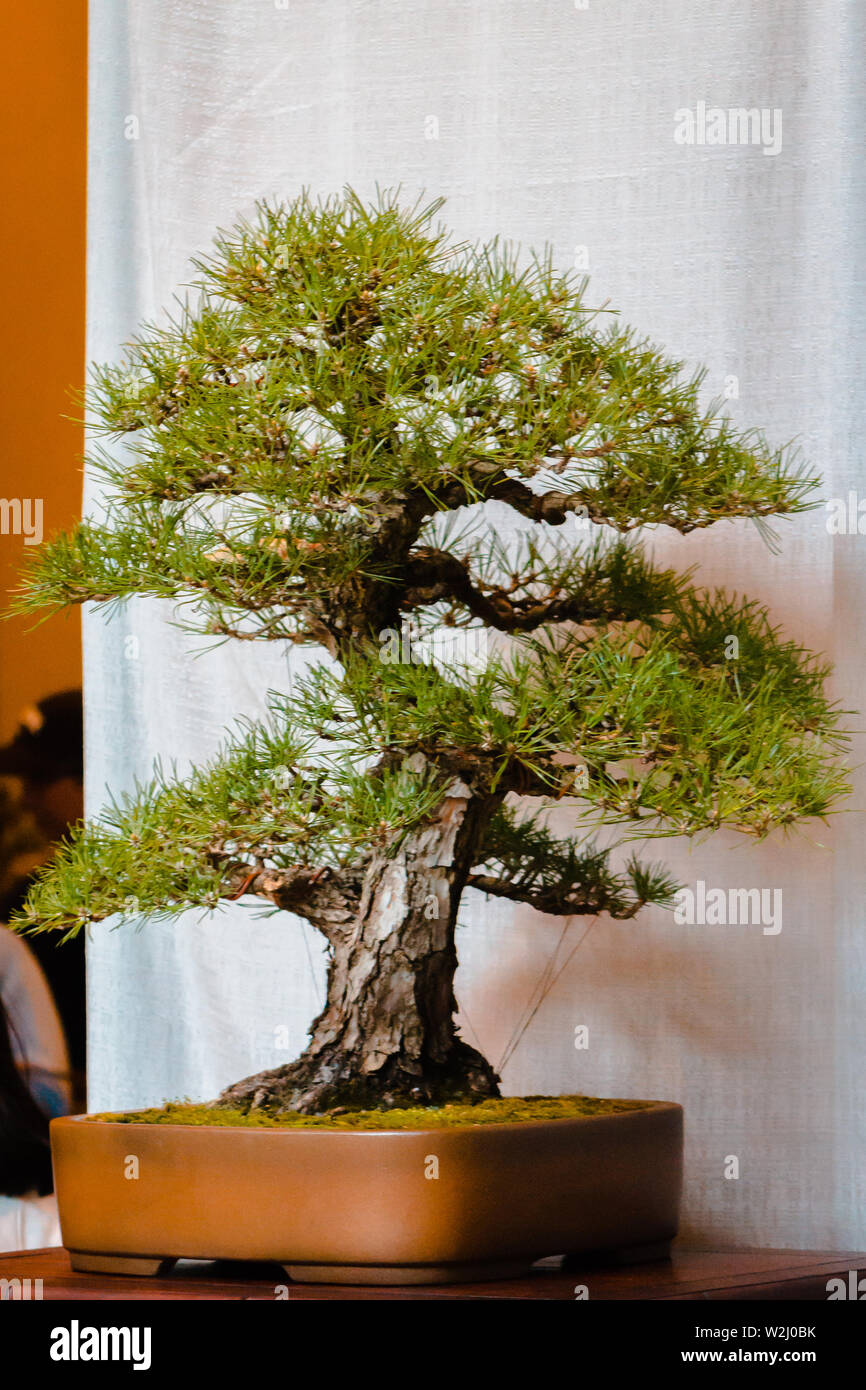 Bonsai tree at the Bonsai tree show at the Frederik Meijer Gardens in