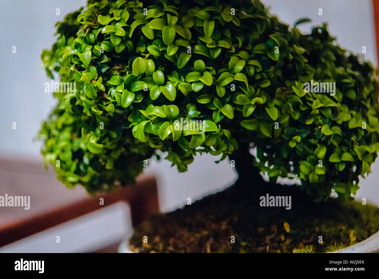 close up of bonsai tree on display at the Frederik Meijer Gardens in