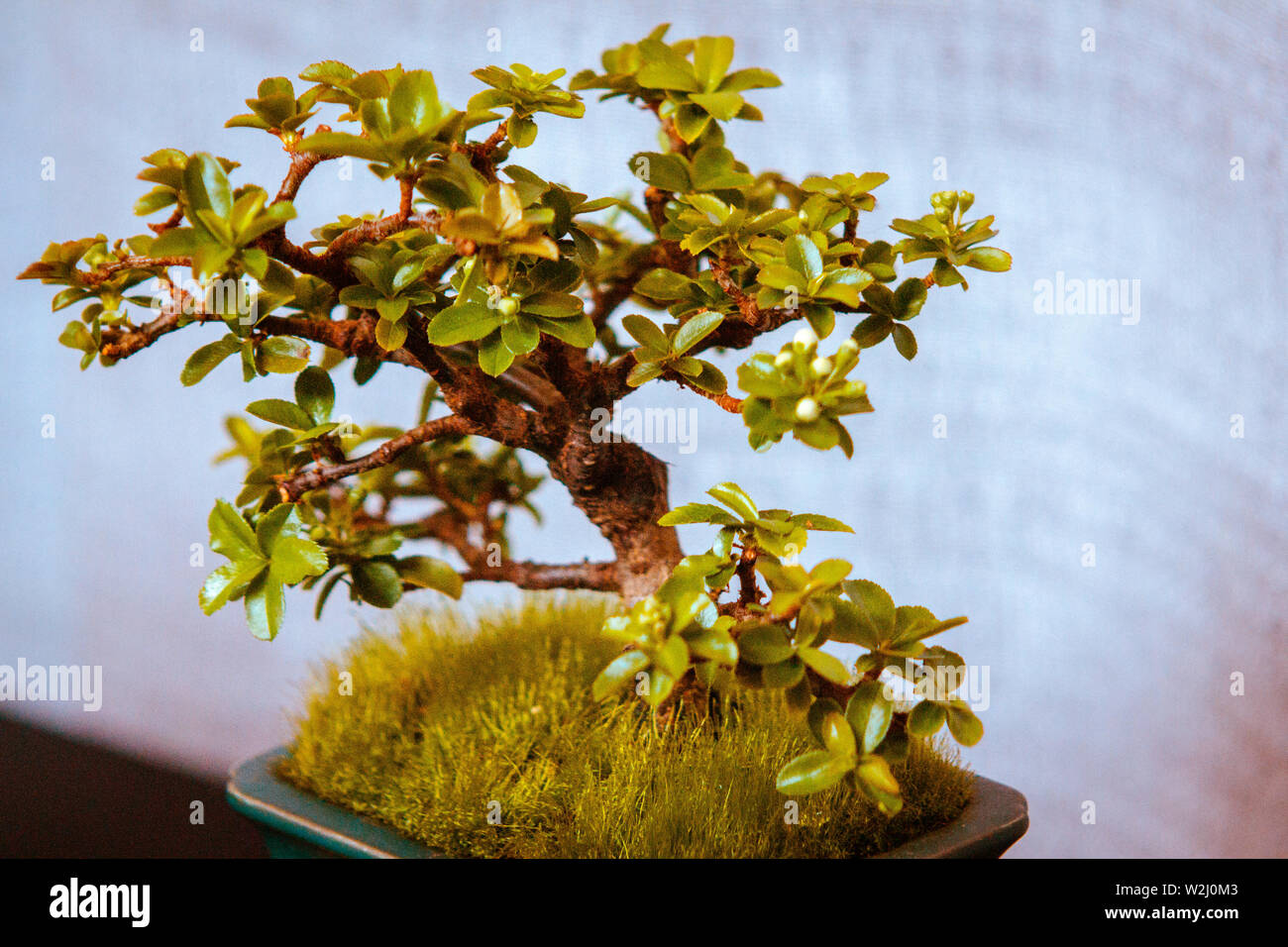 Crab apple bonsai tree being shown at the Frederik Meijer Gardens in