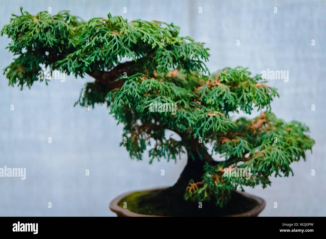 green bonsai tree on display at a show at the Frederik Meijer Gardens