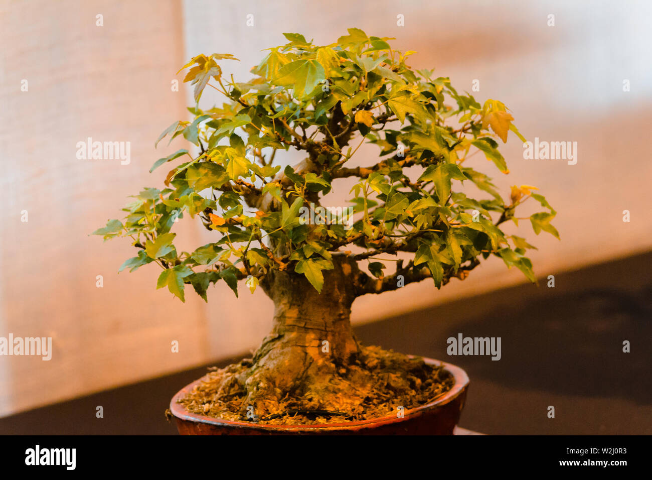 Maple Tree High Resolution Stock Photography And Images Alamy Maple Tree High Resolution Stock Photography And Images Alamy