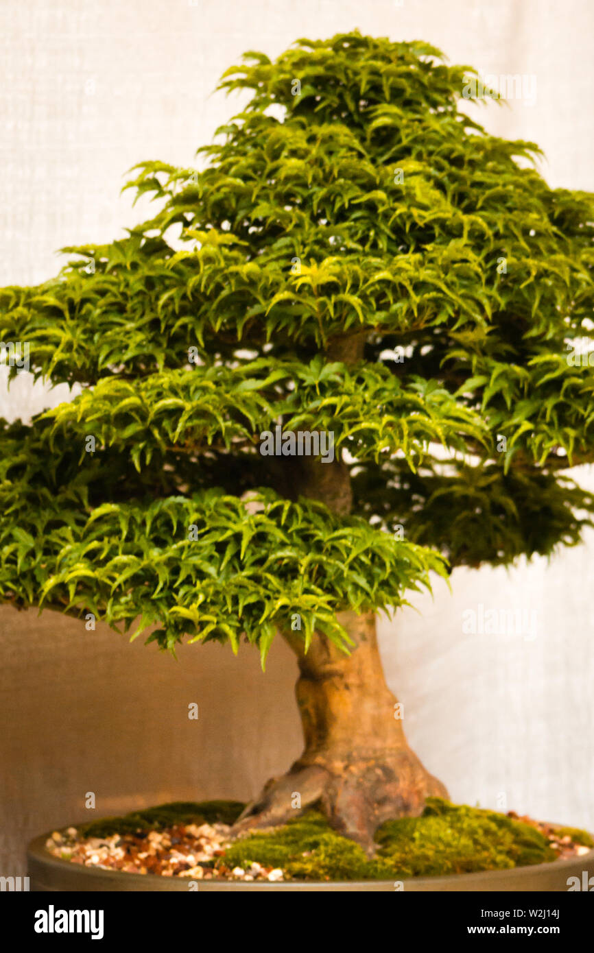 Bonsai tree macro hi-res stock photography and images - Alamy