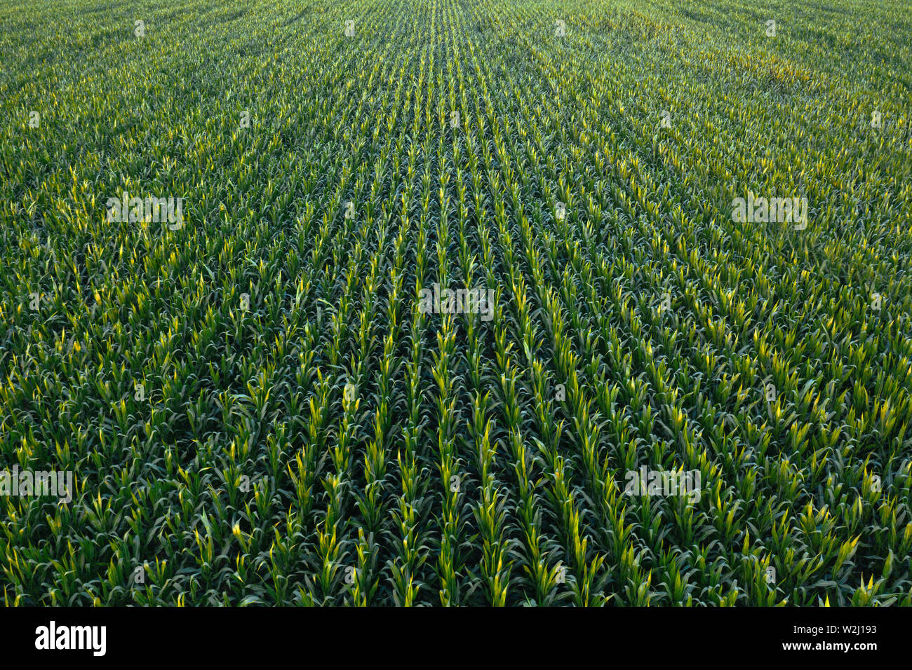 Aerial view of green corn crops field from drone pov Stock Photo