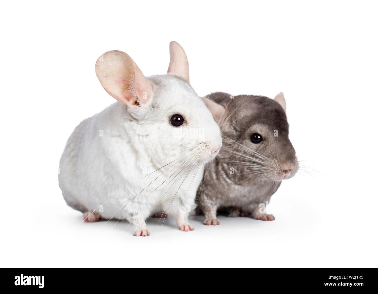 Cute grey and white Chinchilla's, sitting nect to each other. Isolated on white background. Stock Photo