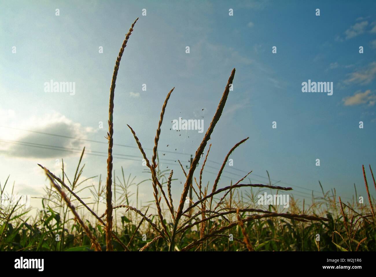 corn field on a bright day in autumn, Russia Stock Photo - Alamy