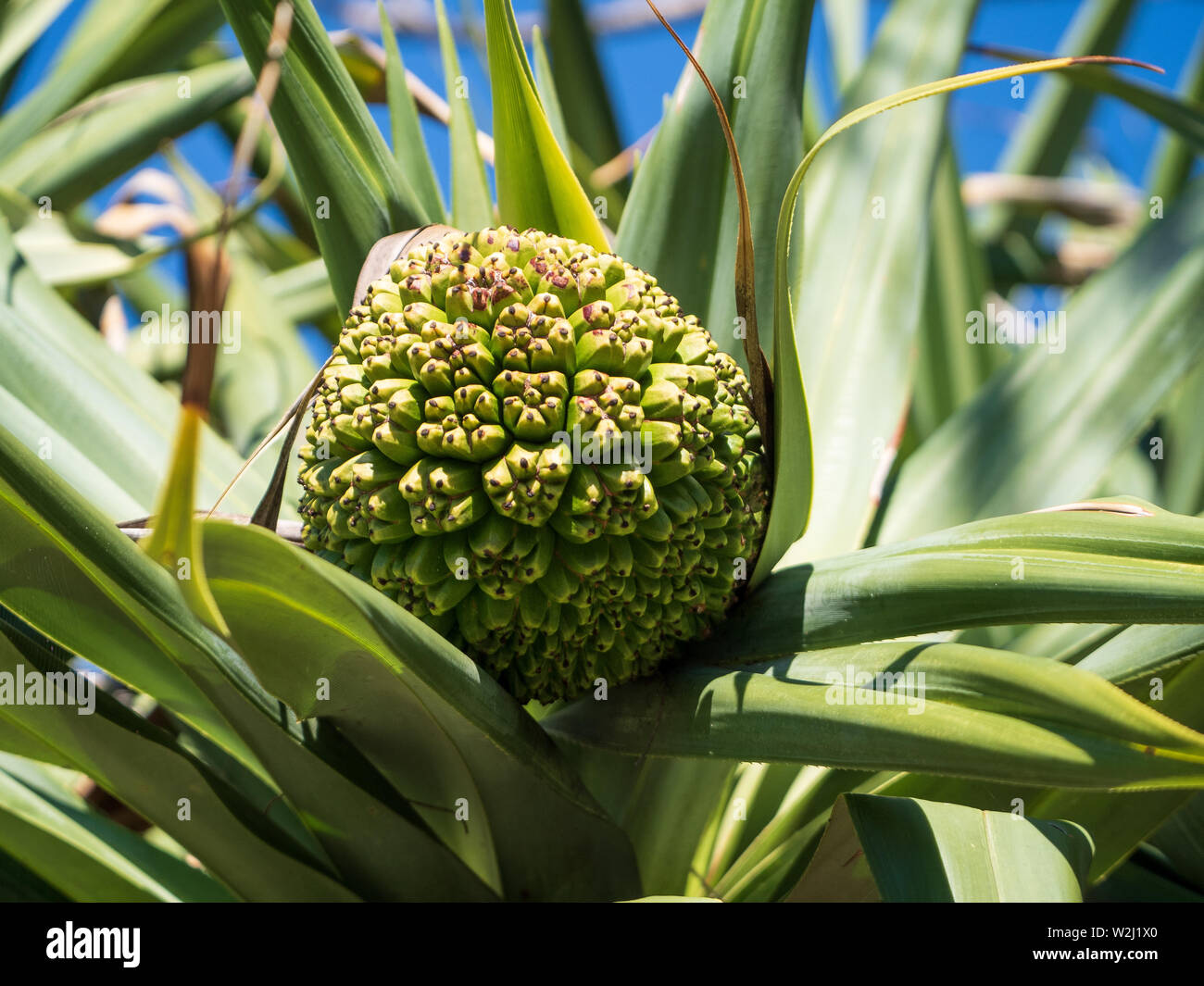 Pandanus Palm Fruit Stock Photo