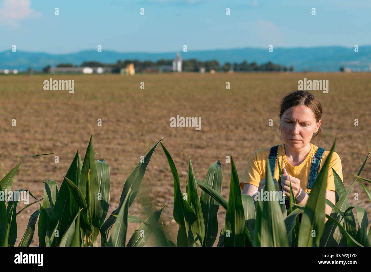 Corn farmer in field, portrait of agronomist woman looking at crops in ...