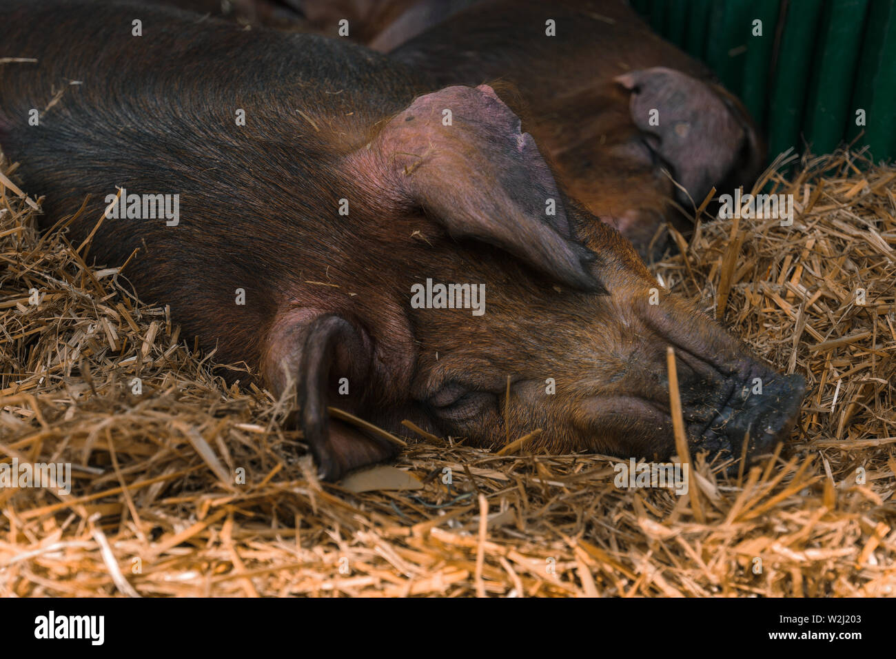 Danish duroc pigs in pen on livestock farm laying down and sleeping. This breed is well known for its excellent meat quality. Stock Photo