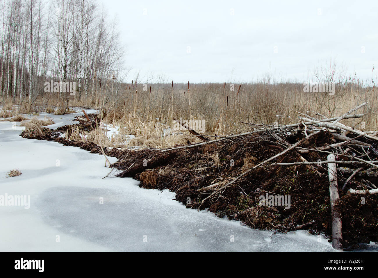 Beavers live under ice in winter, beaver dam. Beavers have built dam, raised water level in river, after ice formation drain off water and under ice f Stock Photo